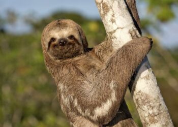 'Sloth fever' with Zika-like symptoms spreads to US, CDC warns