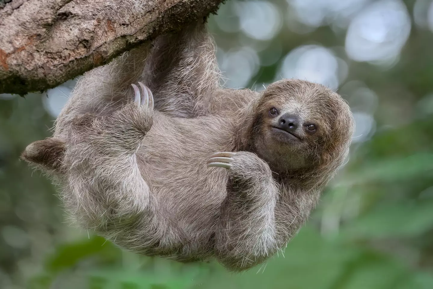 'Sloth fever' is a colloquial nickname (Getty stock images)