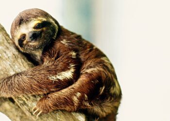 'Sloth fever': What to know about potentially deadly virus affecting US, Europe