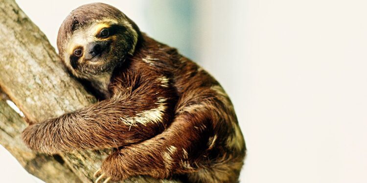 'Sloth fever': What to know about potentially deadly virus affecting US, Europe