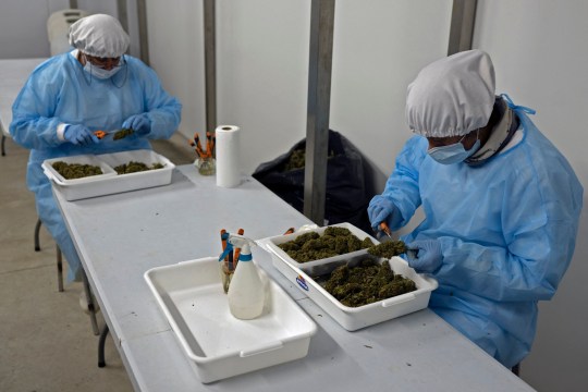 Workers in protective gear inspect marijuana flowers 