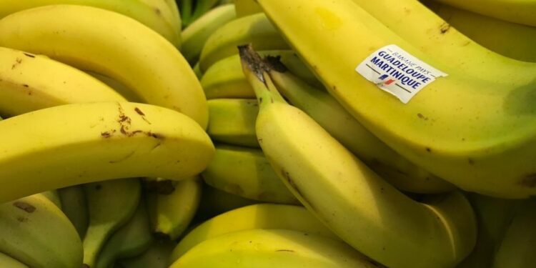 un espoir dans la lutte contre la fusariose de la banane.