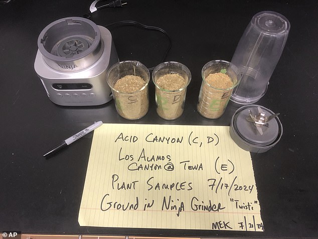 This July 21, 2024 photo shows vegetation from Acid Canyon and lower Los Alamos Canyon near Los Alamos, N.M., after being milled as part of a radiation testing and sampling project