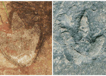'Almost identical' dinosaur tracks found in Brazil and Africa, scientists say