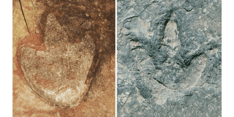 'Almost identical' dinosaur tracks found in Brazil and Africa, scientists say