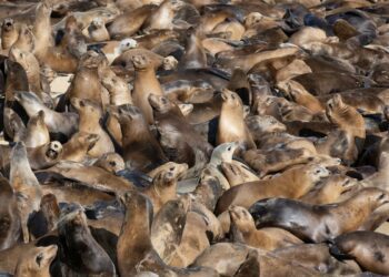 See Hundreds of Sea Lions Take Over a Popular California Beach