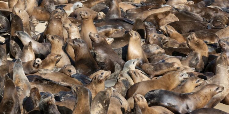 See Hundreds of Sea Lions Take Over a Popular California Beach