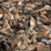 See Hundreds of Sea Lions Take Over a Popular California Beach