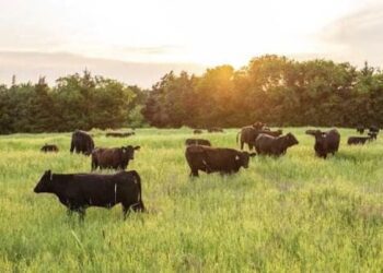 In Arkansas, Two Companies' Announce $73M Of Investment