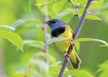 Mourning warbler: An elusive, colorful bird
