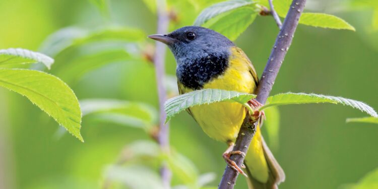 Mourning warbler: An elusive, colorful bird