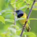 Mourning warbler: An elusive, colorful bird
