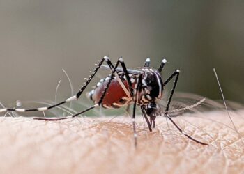 Sloth fever found in US. What to know about insect-borne virus