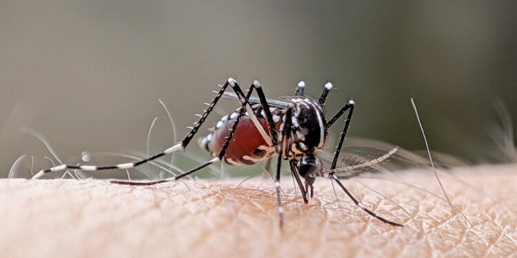 Sloth fever found in US. What to know about insect-borne virus