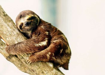What is "Sloth Fever"? New Outbreak Hits U.S. with Alarming Symptoms and No Cure