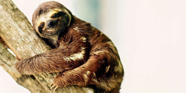 What is "Sloth Fever"? New Outbreak Hits U.S. with Alarming Symptoms and No Cure