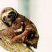 What is "Sloth Fever"? New Outbreak Hits U.S. with Alarming Symptoms and No Cure