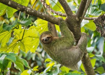 Sloth fever has arrived in the US. Here’s what you need to know