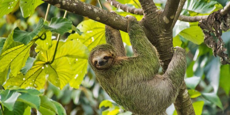 Sloth fever has arrived in the US. Here’s what you need to know