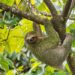 Sloth fever has arrived in the US. Here’s what you need to know