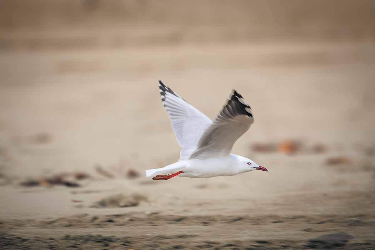 are there beaches in new york sea gull in flight at the beach