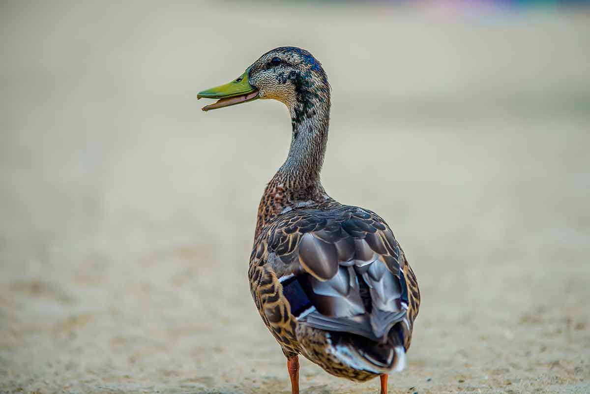 beaches new york beautiful duck walking on the beach