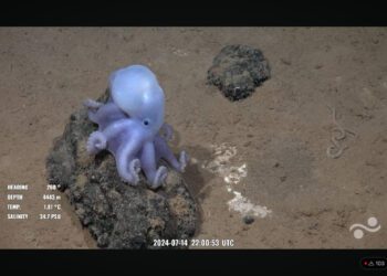 Massive Undersea Mountain Taller than Mount Olympus Discovred Off Chile, Home to Rare "White Casper Octopus"