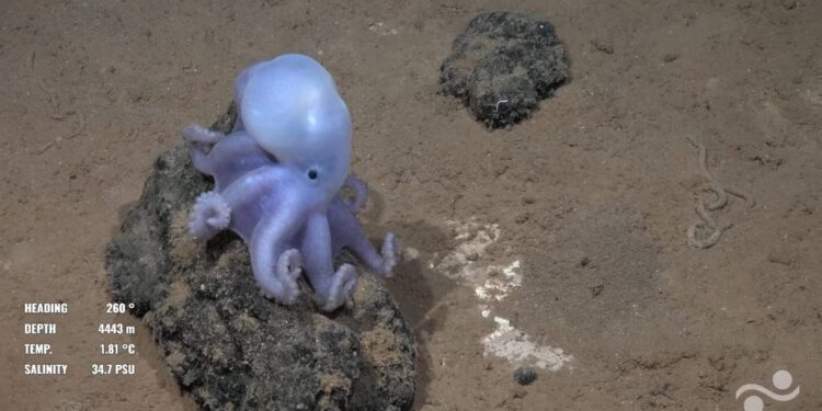 Massive Undersea Mountain Taller than Mount Olympus Discovred Off Chile, Home to Rare "White Casper Octopus"