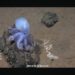Massive Undersea Mountain Taller than Mount Olympus Discovred Off Chile, Home to Rare "White Casper Octopus"