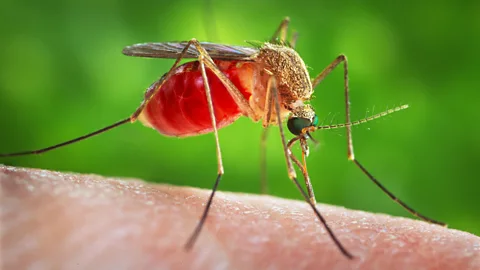 Alamy The virus is thought to be spread by mosquitos and a biting midge that is common in South America (Credit: Alamy)