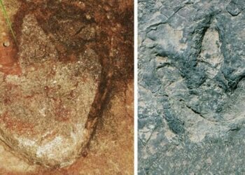 ‘Almost identical’ dinosaur tracks found in Brazil and Africa. Here’s what that proves