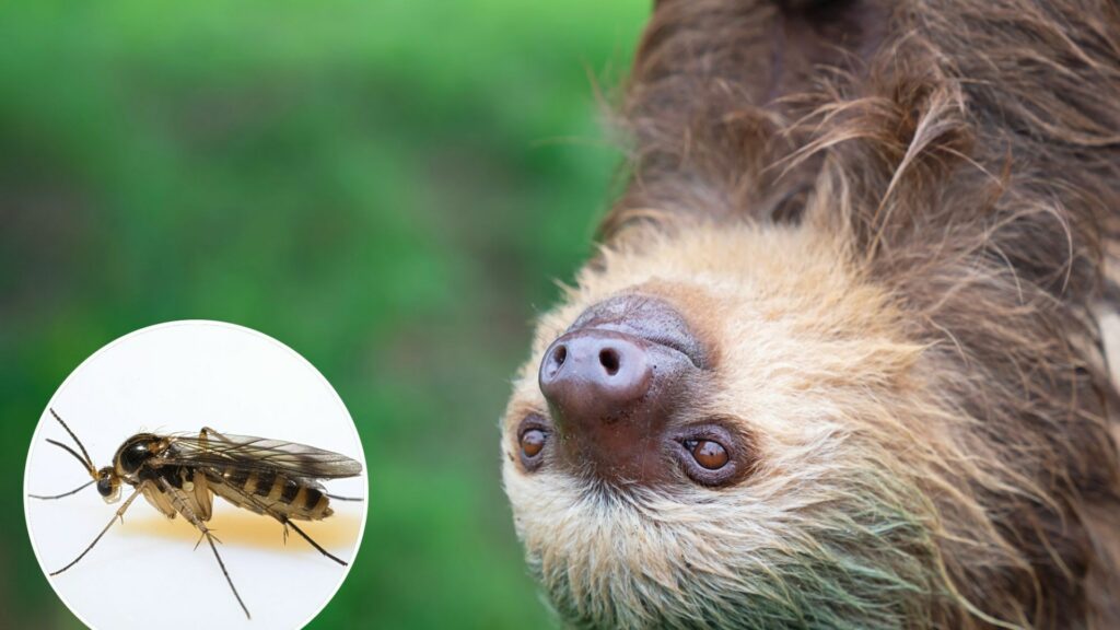 'Sloth fever' warning to holidaymakers as more cases detected in Spain as tourists told 'bug sprays won't work'