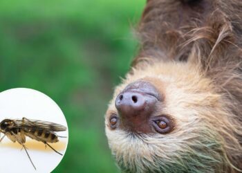 'Sloth fever' warning to holidaymakers as more cases detected in Spain as tourists told 'bug sprays won't work'