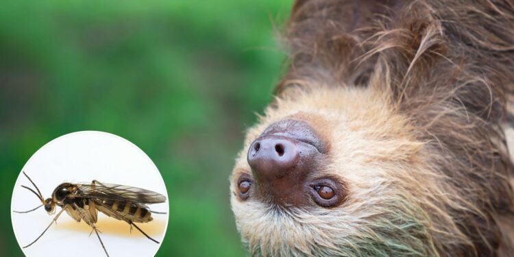 'Sloth fever' warning to holidaymakers as more cases detected in Spain as tourists told 'bug sprays won't work'