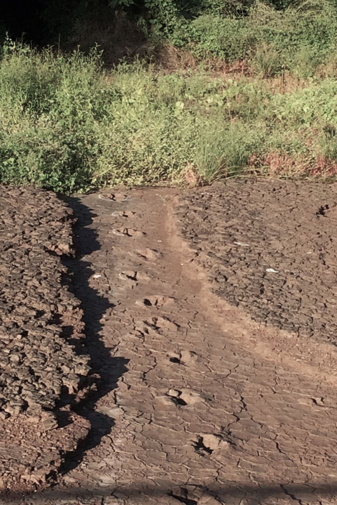 Dinosaur footprints belonging to a theropod are visible in the Sousa Basin.