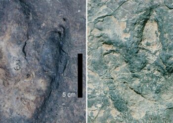 Matching sets of dinosaur footprints found thousands of miles apart