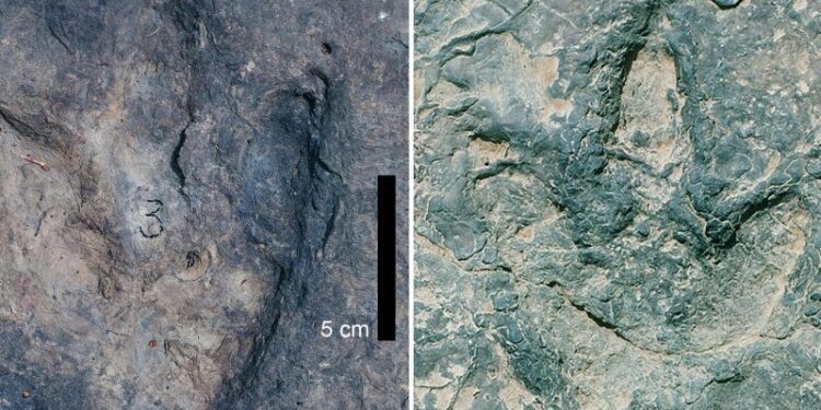 Matching sets of dinosaur footprints found thousands of miles apart