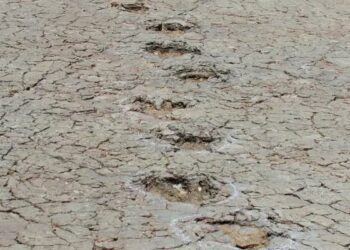 Dinosaur footprints found ocean apart in South America and Africa