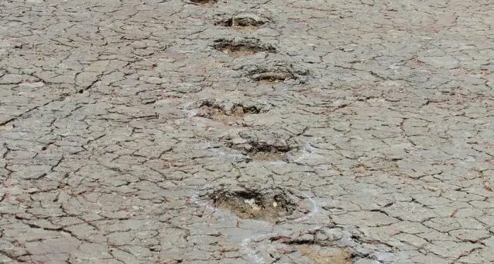 Dinosaur footprints found ocean apart in South America and Africa