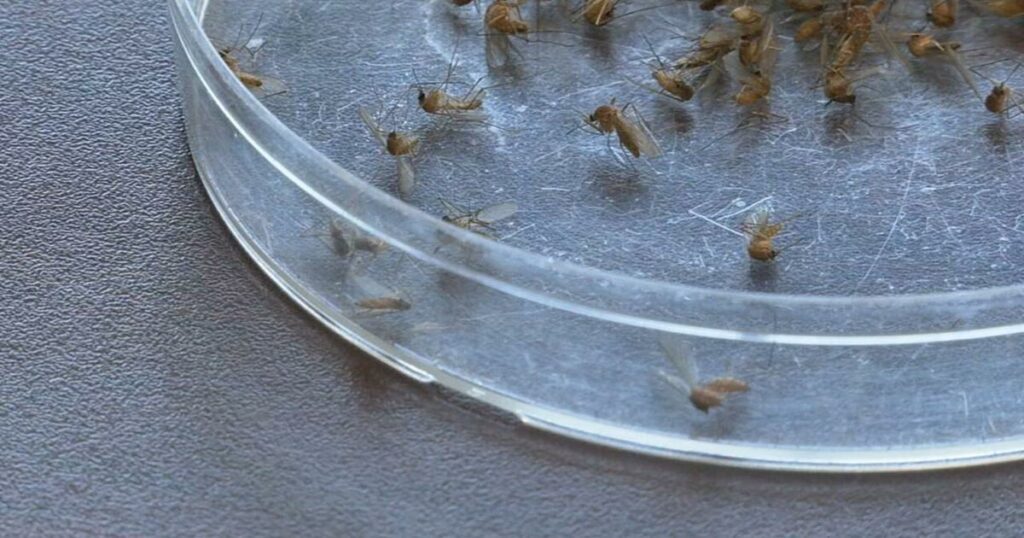 1st case of Oropouche virus reported in Jefferson County after resident travels to Cuba | News from WDRB