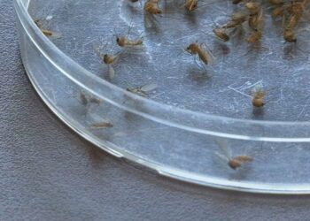 1st case of Oropouche virus reported in Jefferson County after resident travels to Cuba | News from WDRB