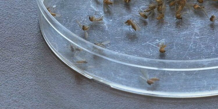 1st case of Oropouche virus reported in Jefferson County after resident travels to Cuba | News from WDRB