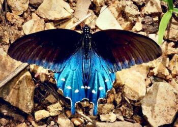 A North American beauty