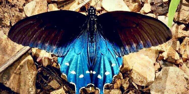 A North American beauty