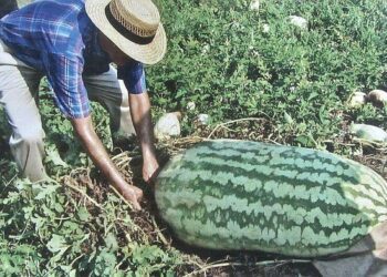 ARKANSAS SIGHTSEEING: Hope holds 48th festival with dog show, contests, music