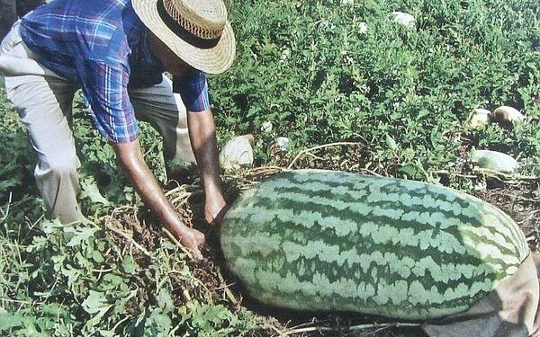 ARKANSAS SIGHTSEEING: Hope holds 48th festival with dog show, contests, music