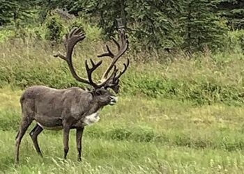 Alaska delivers an overload of memories, joy