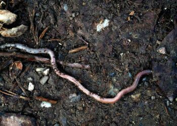 All earthworms are invasive to North America. The most recent arrivals threaten northern forests | Arts and Culture