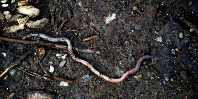 All earthworms are invasive to North America. The most recent arrivals threaten northern forests | Arts and Culture
