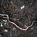 All earthworms are invasive to North America. The most recent arrivals threaten northern forests | Arts and Culture